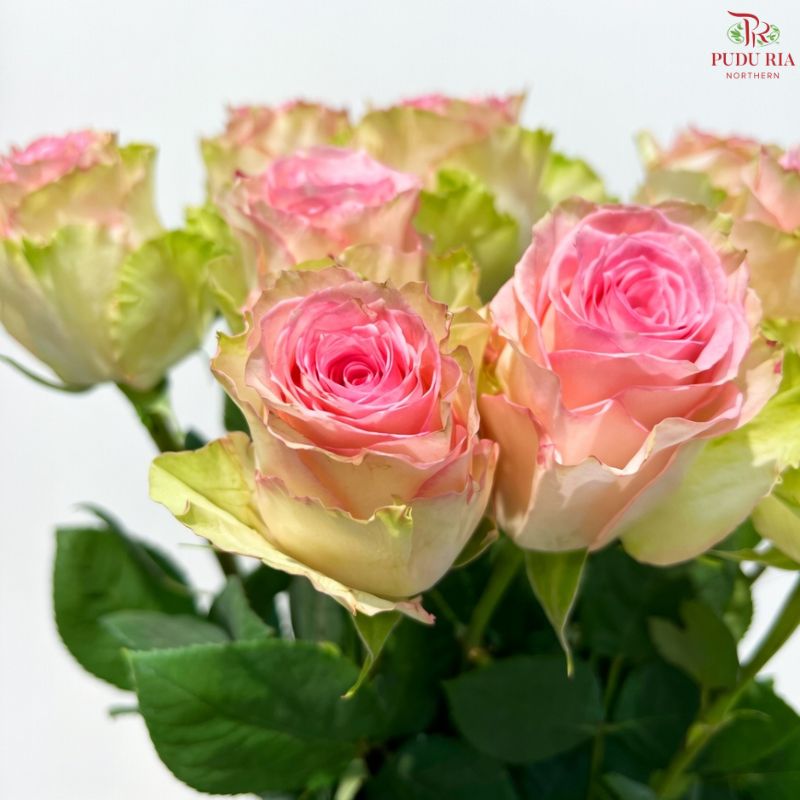 Ceres Rose