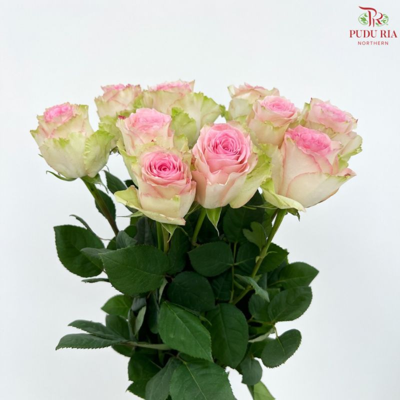 Ceres Rose