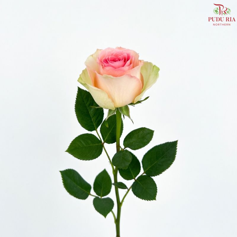 Ceres Rose