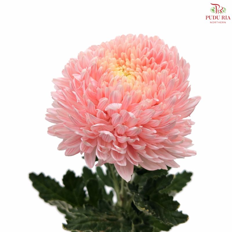Peony Mum Dyed (Chrysanthemum)