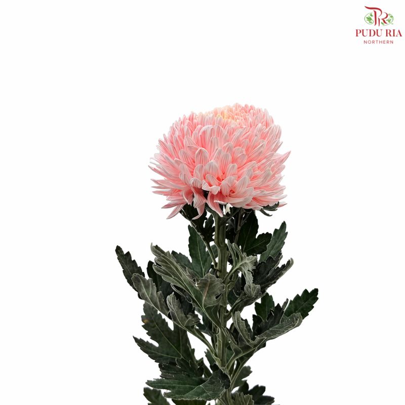 Peony Mum Dyed (Chrysanthemum)