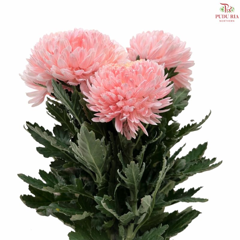 Peony Mum Dyed (Chrysanthemum)