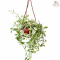 Dischidia Oiantha Var (Hanging Pot)
