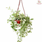 Dischidia Oiantha Var (Hanging Pot)