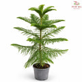 Araucaria Heterophylla H08