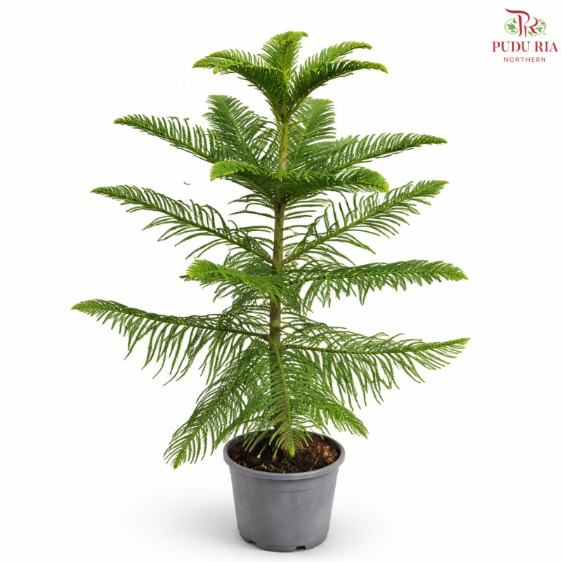Araucaria Heterophylla H08