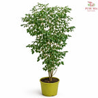 Murraya Paniculata 100/120cm《九里香》H08