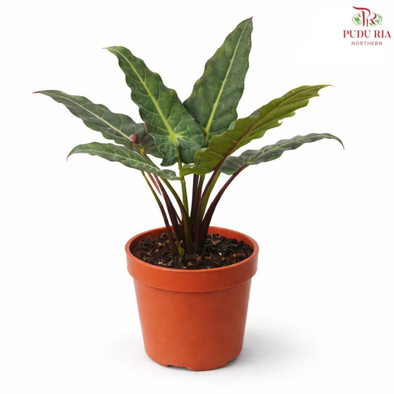 Aglaonema Lauterbachiana (US)