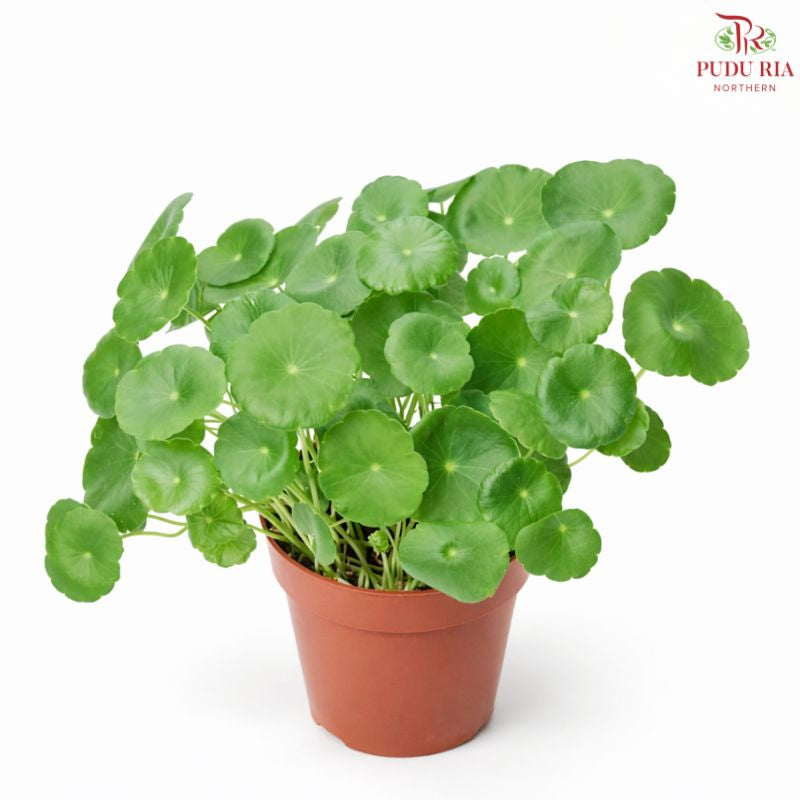 Asiatic Pennywort P12 CM H08