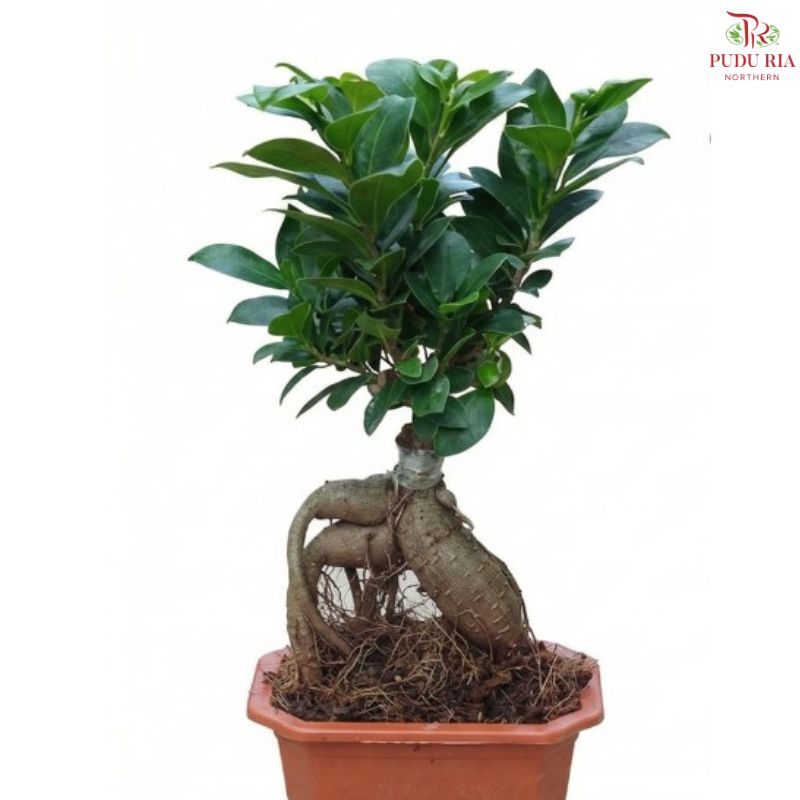 Ficus Microcarpa P16 H08《人参榕》
