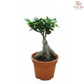 Ficus Microcarpa P12 H08《人参榕》