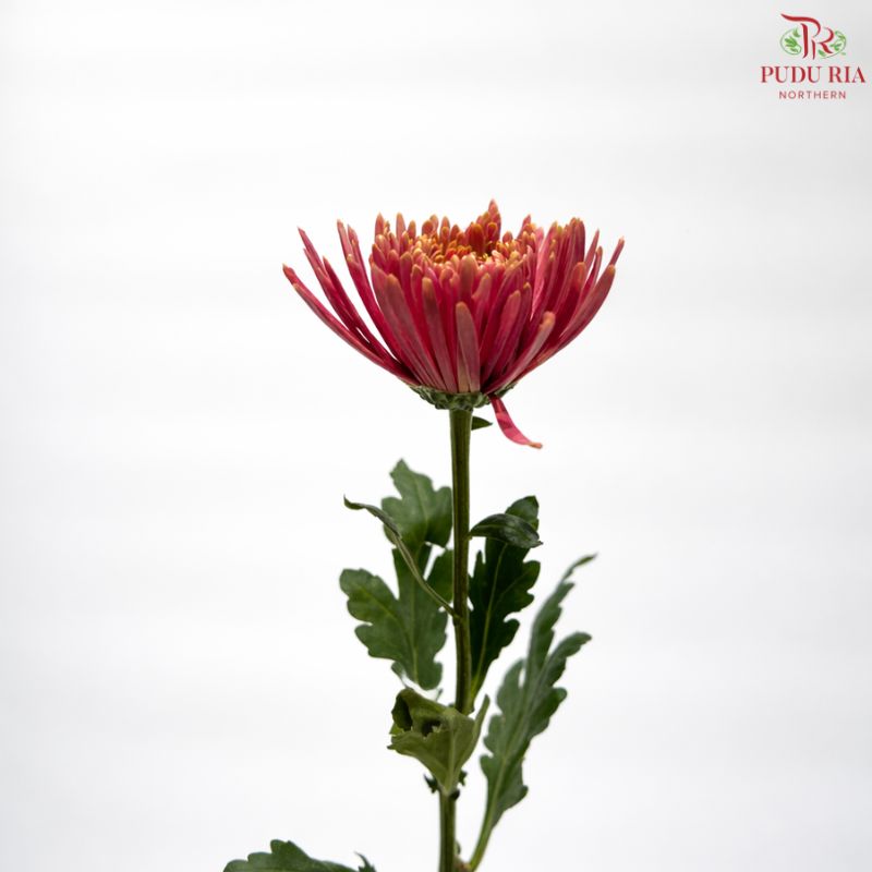 Anastasia / Net Mum Chrysanthemum