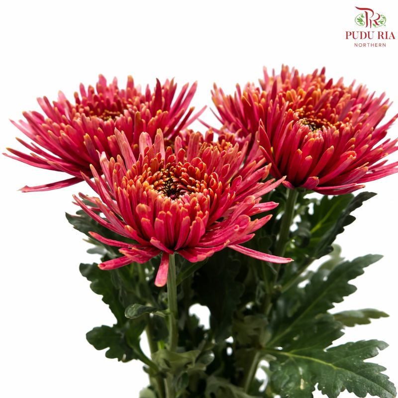 Anastasia / Net Mum Chrysanthemum