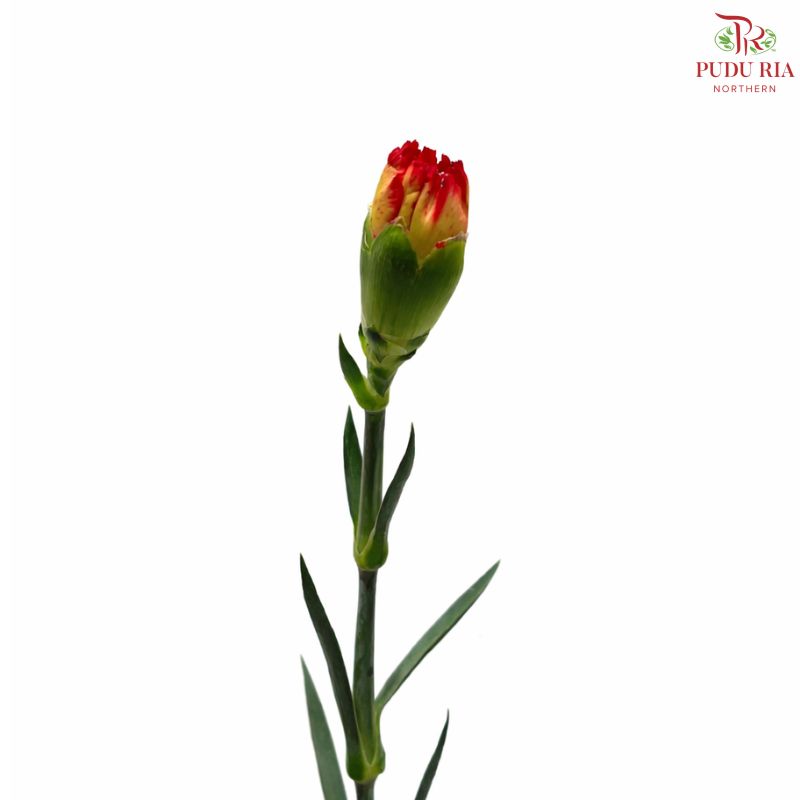Carnation《康乃馨》