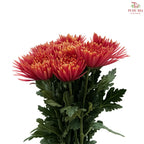 Anastasia / Net Mum Chrysanthemum