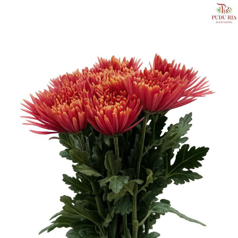 Anastasia / Net Mum Chrysanthemum