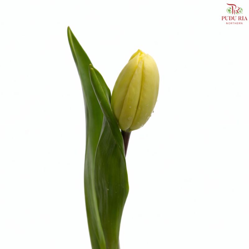 Tulip