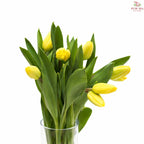 Tulip