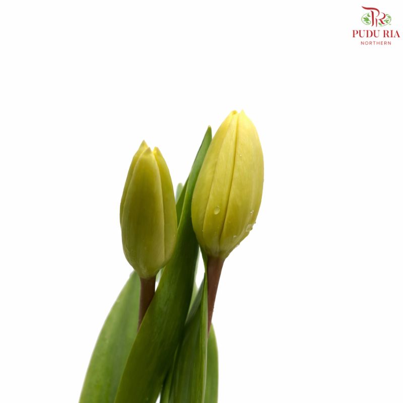 Tulip