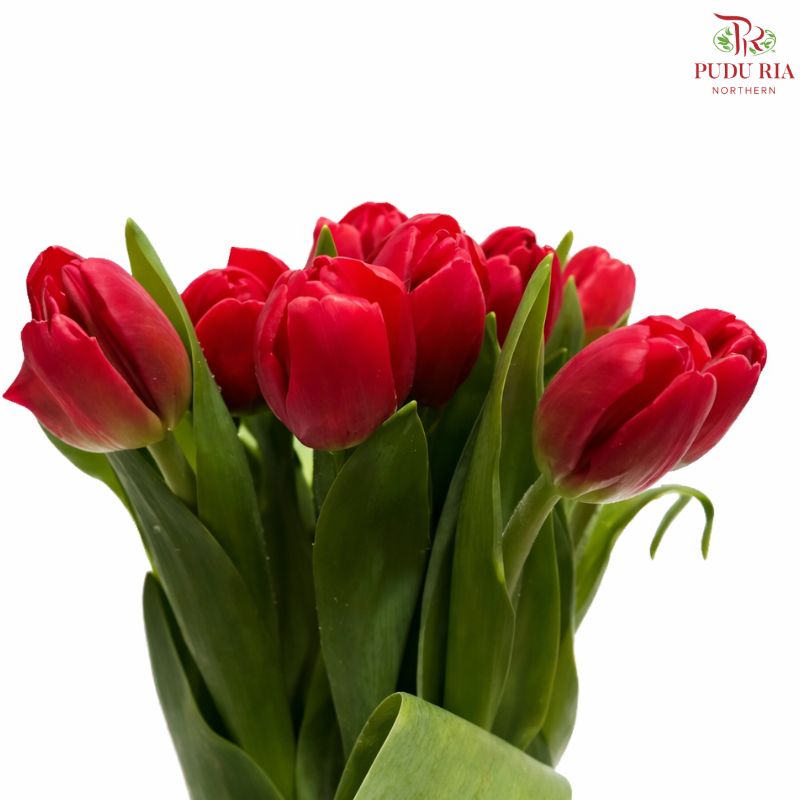 Tulip