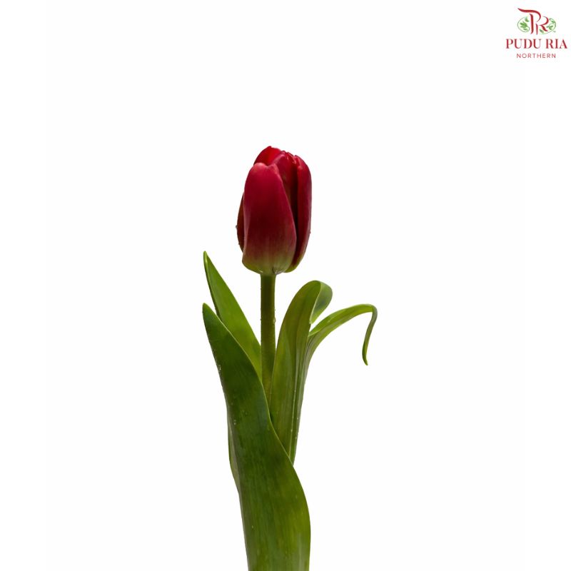 Tulip