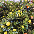 christmas cherry 12"p