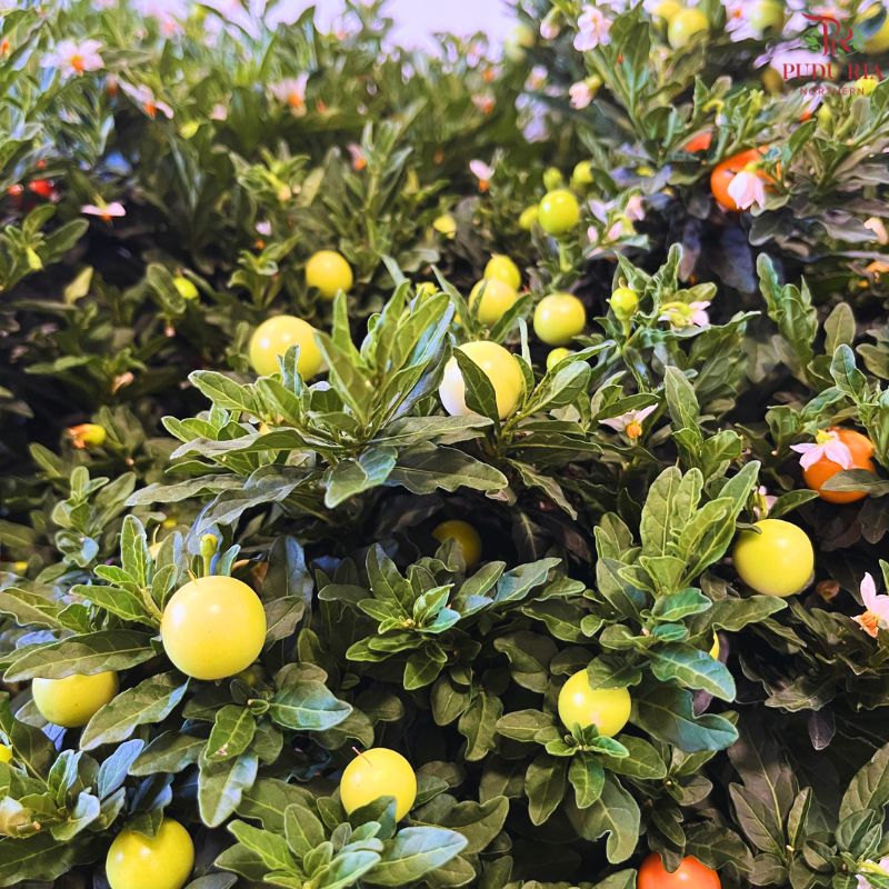 christmas cherry 12"p