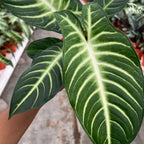 Xanthosoma Lindenii P120