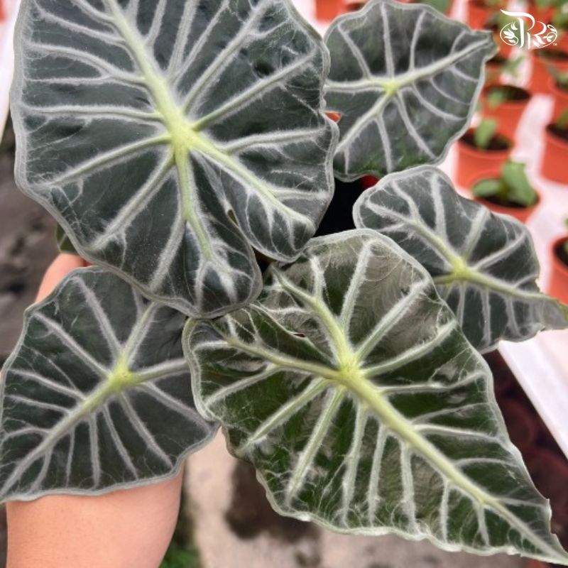 Alocasia Ruby P105