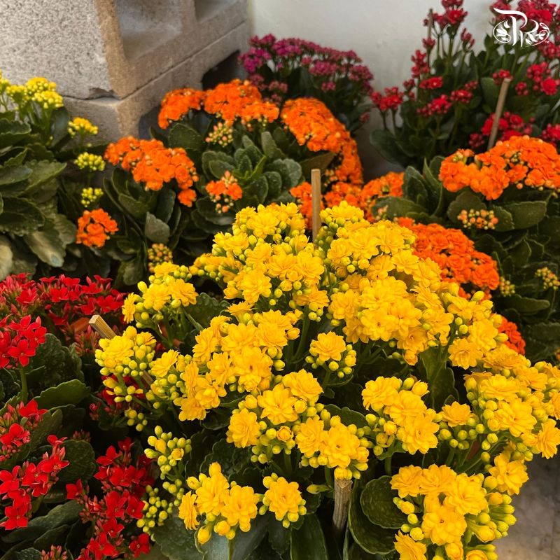 Kalanchoe 10"p