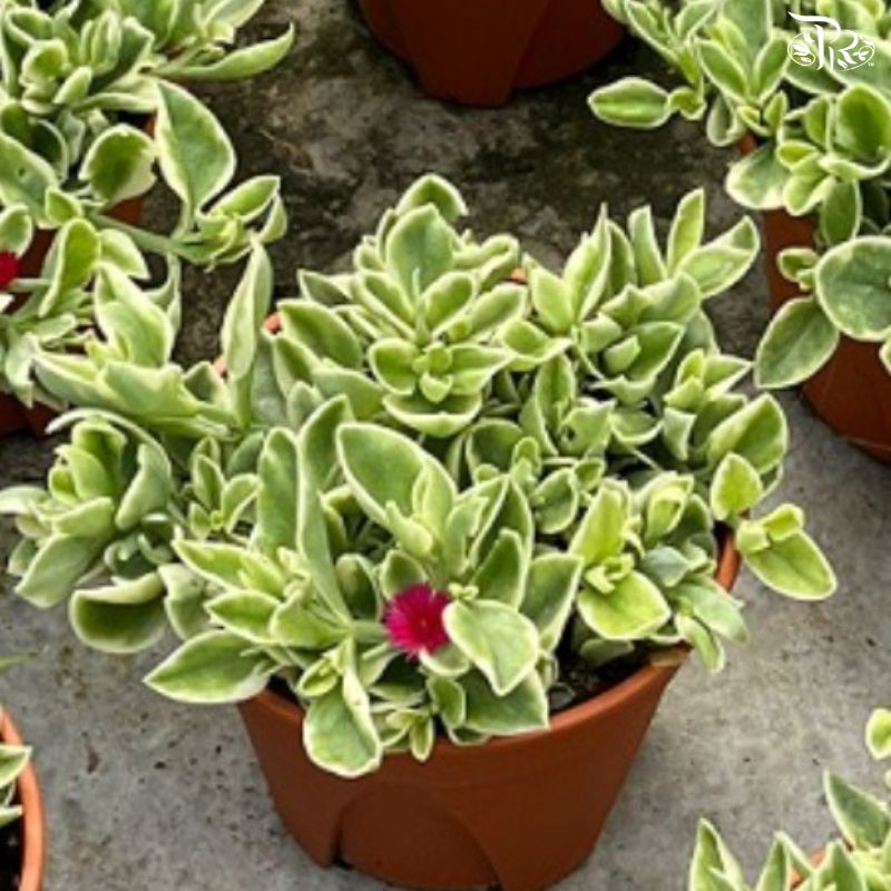 Portulaca Cordifolia 220P - Random Color《龙须牡丹》F02