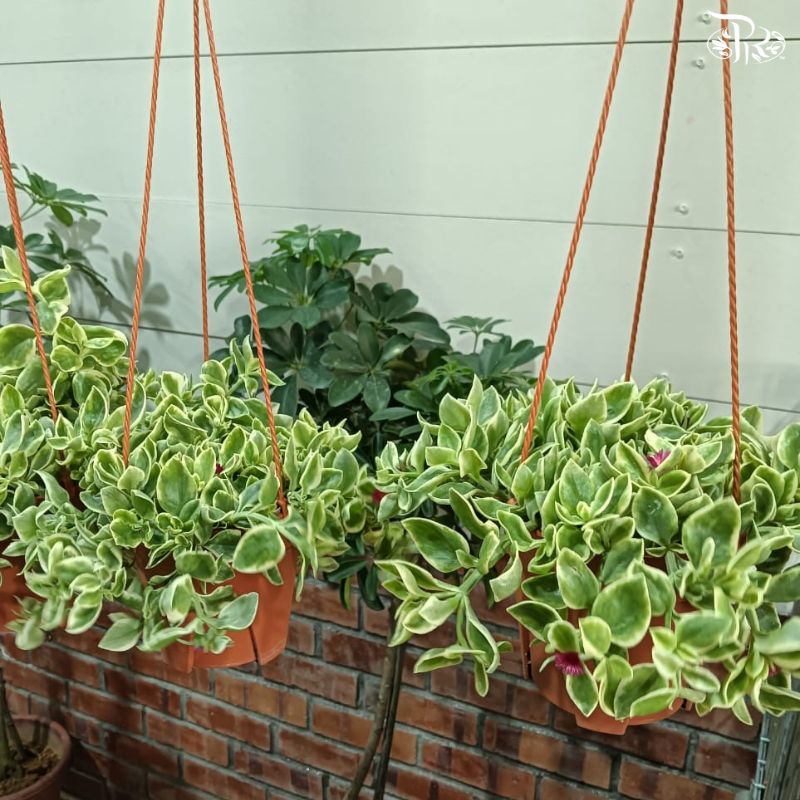 Portulaca Cordifolia 220P - Random Color《龙须牡丹》F02