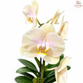 Big Single Stem Phalaenopsis Orchid (G.L.B.)