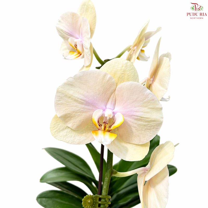 Big Single Stem Phalaenopsis Orchid