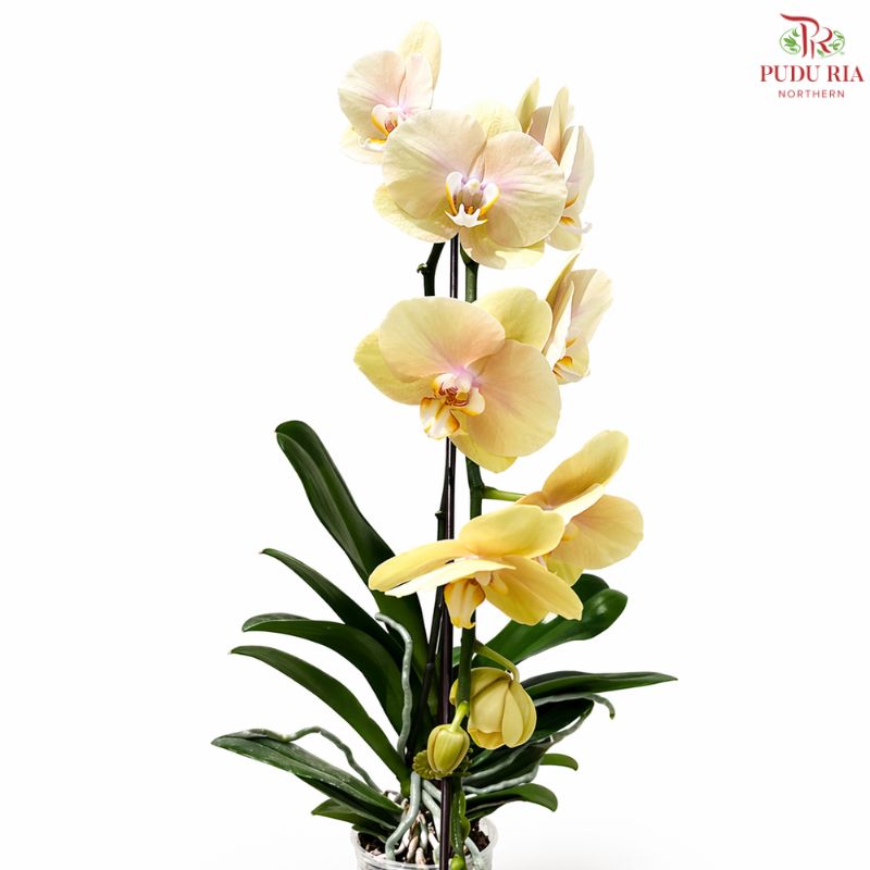 Big Single Stem Phalaenopsis Orchid