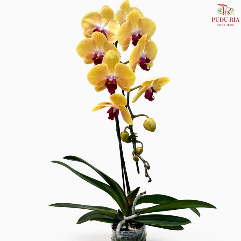 Big Single Stem Phalaenopsis Orchid