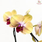 Big Single Stem Phalaenopsis Orchid
