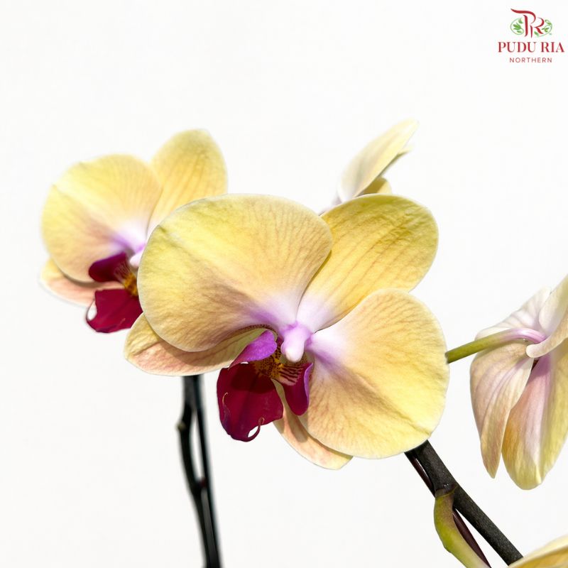 Big Single Stem Phalaenopsis Orchid