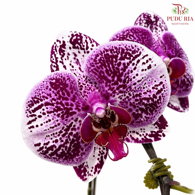 Big Single Stem Phalaenopsis Orchid