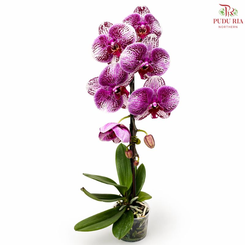 Big Single Stem Phalaenopsis Orchid