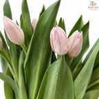 Tulip