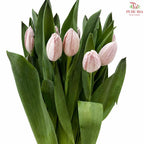 Tulip