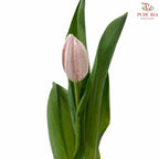 Tulip