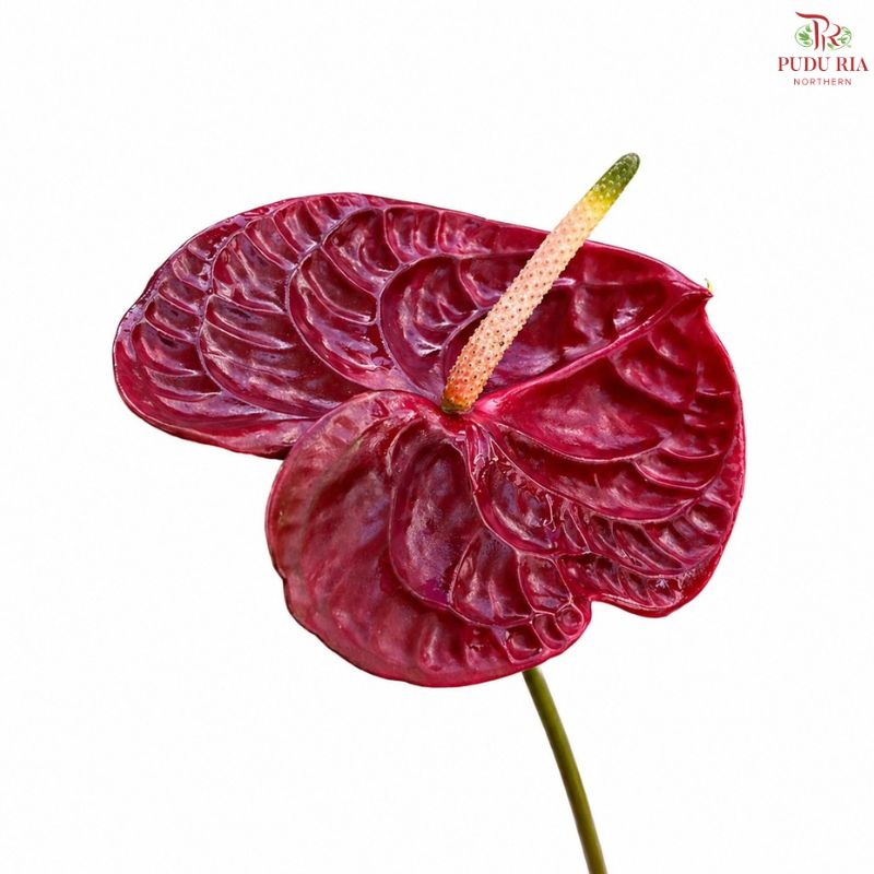 Anthurium