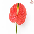 Anthurium