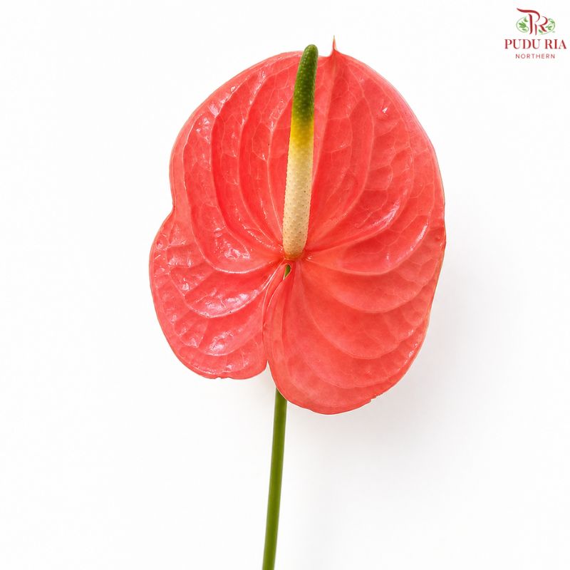 Anthurium