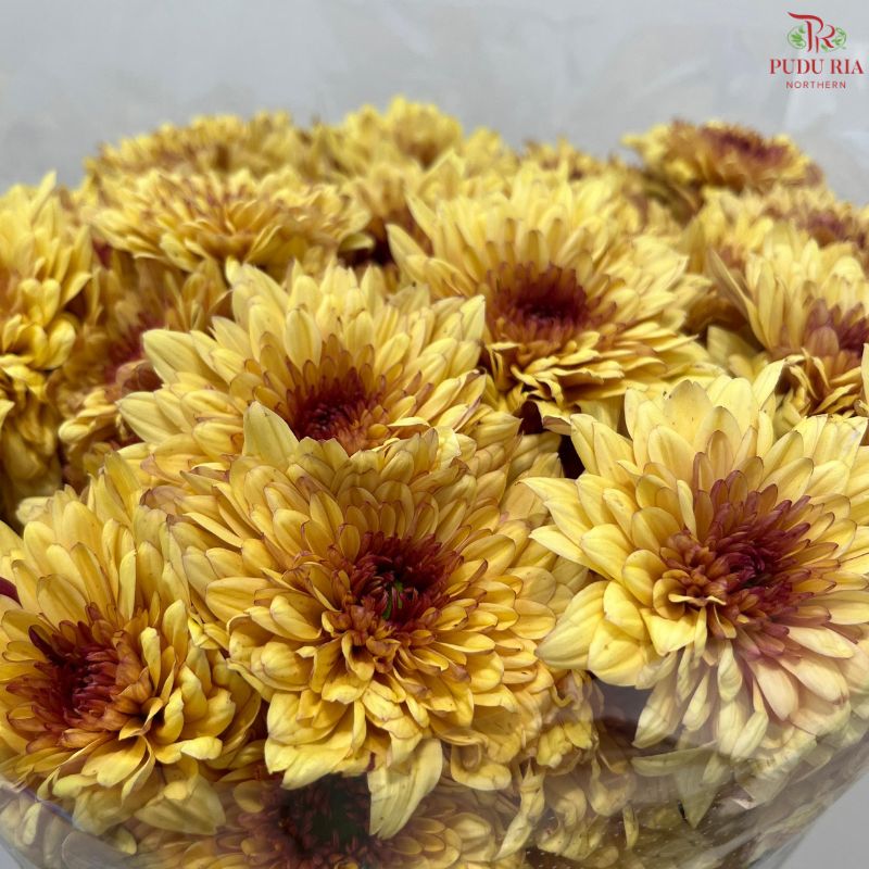 Chrysanthemum Pompom
