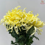 Chrysanthemum Vienna