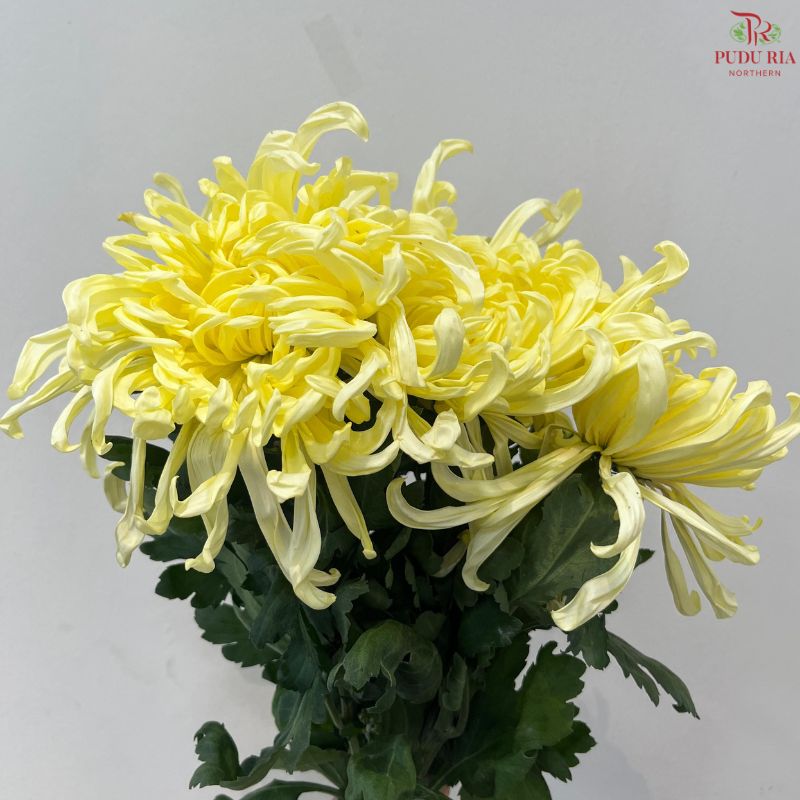 Chrysanthemum Vienna
