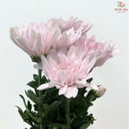 Net Mum Chrysanthemum Big